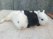 coelhos anoes holandeses