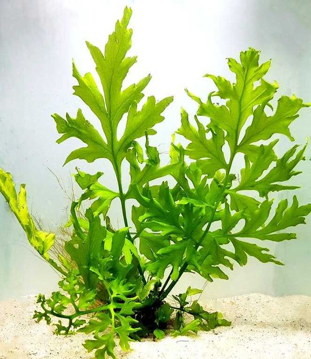 Paprotka - Parotnica rutewkowa (Ceratopteris cornuta).