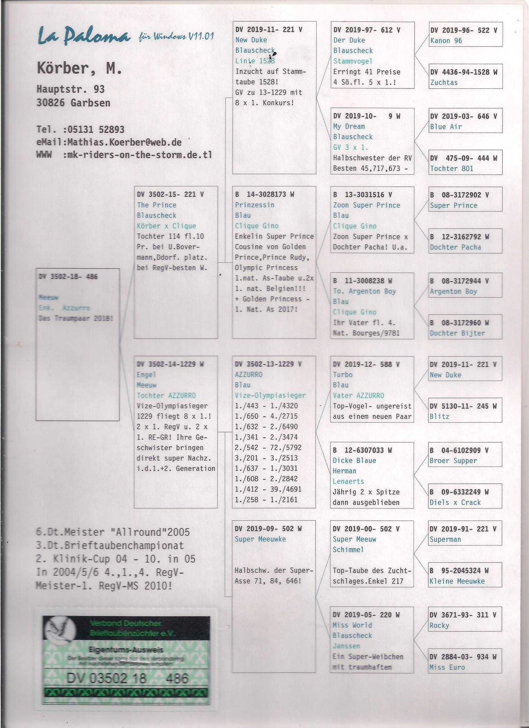 Młode Para 61 Oryg. R.D Faber x Korber Mathis gołąb gołębie pocztowe