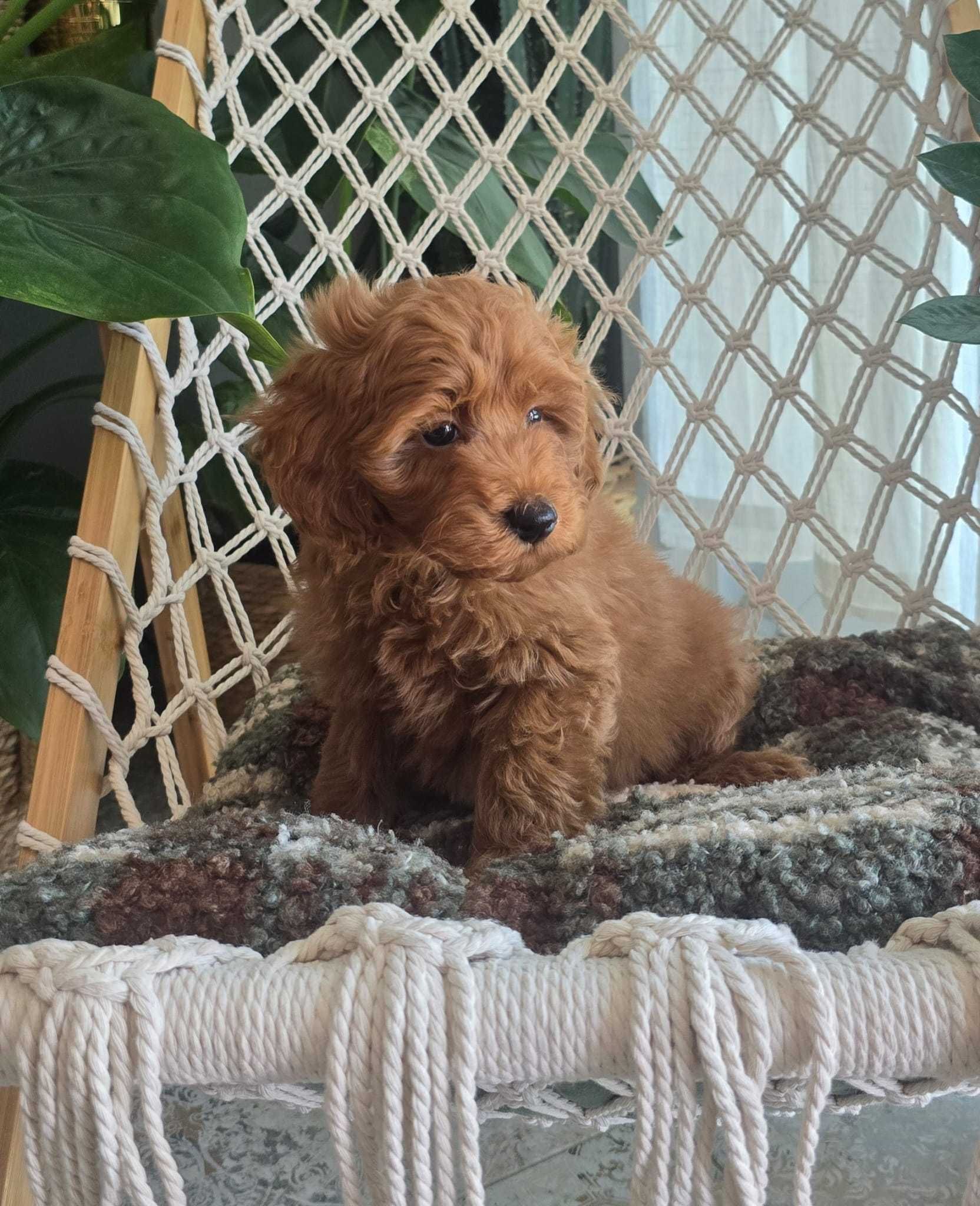 Maltipoo chłopiec