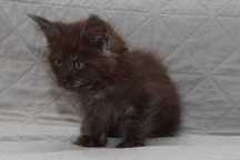 Maine Coon czarna dymna koteczka Ira Nannarella*PL