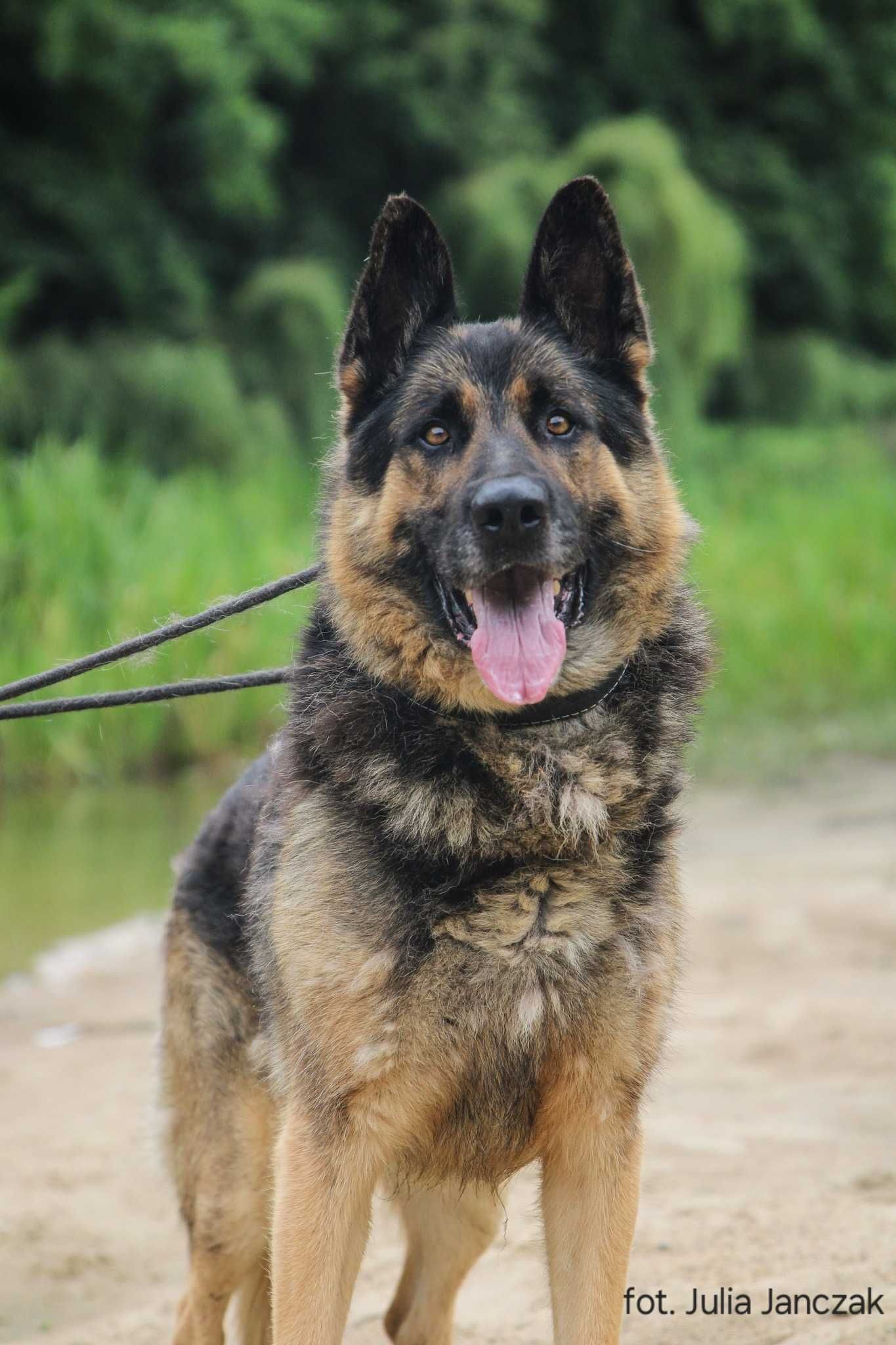 Astor 4-5 lat owczarek niemiecki gotowy do adopcji