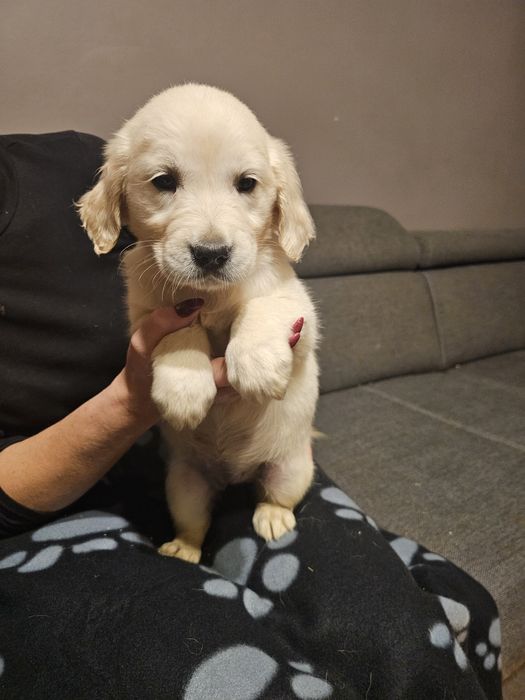Golden retriever szczeniak
