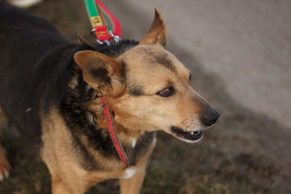 IRGA - Schronisko Canis w Kruszewie