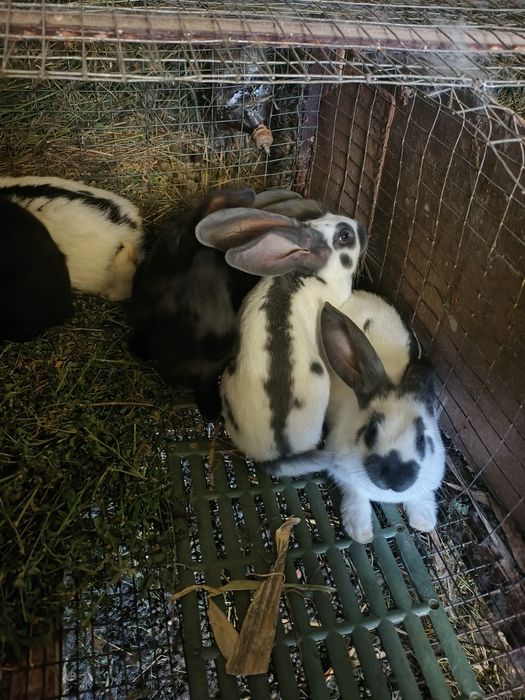Продам кролики німецький строкач велетень.