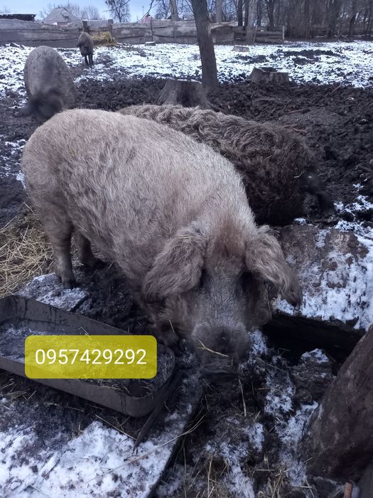 Продам кнура породи Венгерська пухова мангалиця