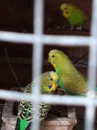 Papugi faliste zielone 3 pary