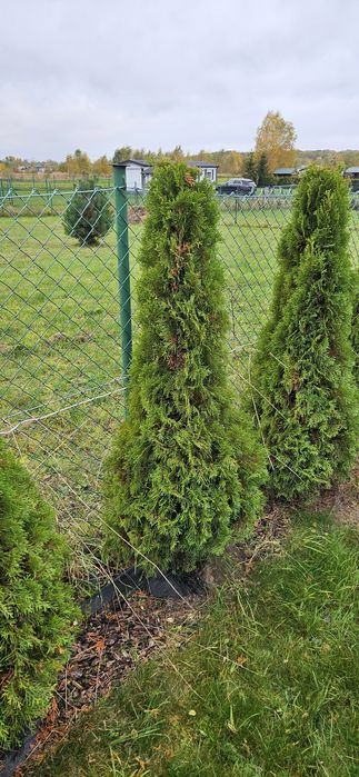 Iglaki tuje szmaragdy