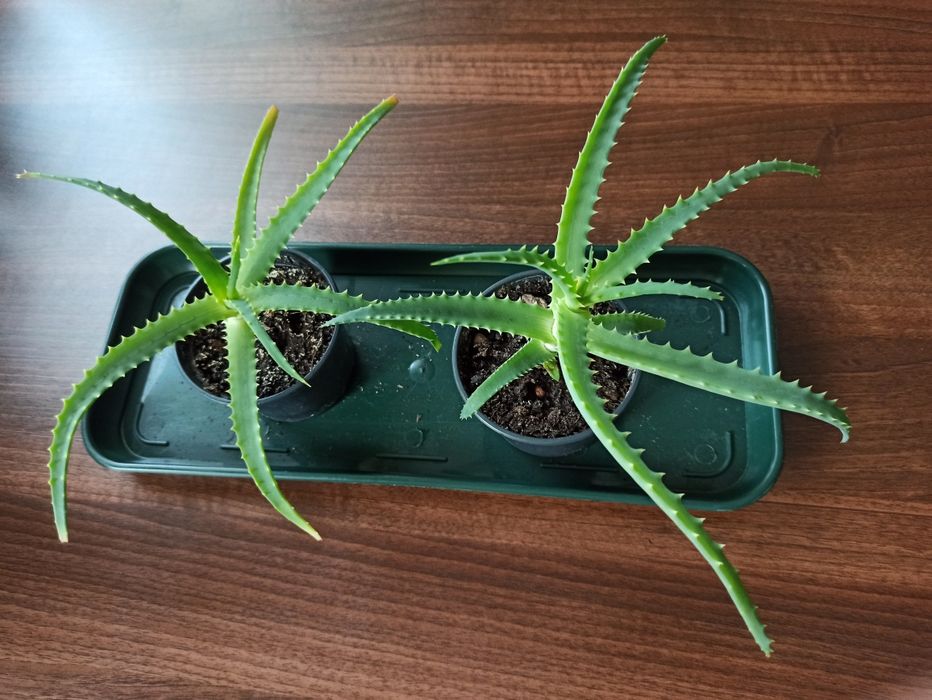 Aloes sadzonka w doniczce