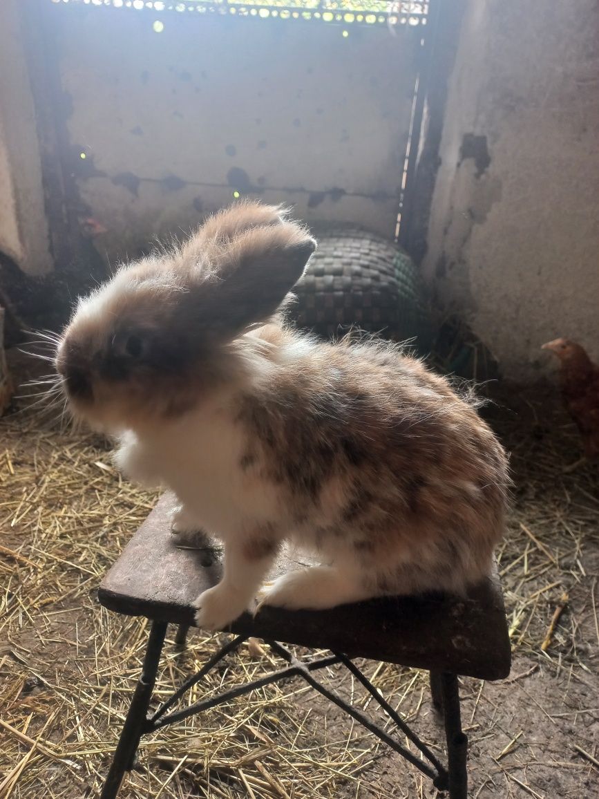 Króliki miniaturki samiczki