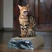 Drapaki Flat dla kota od House of Cats-najwyższa jakość!