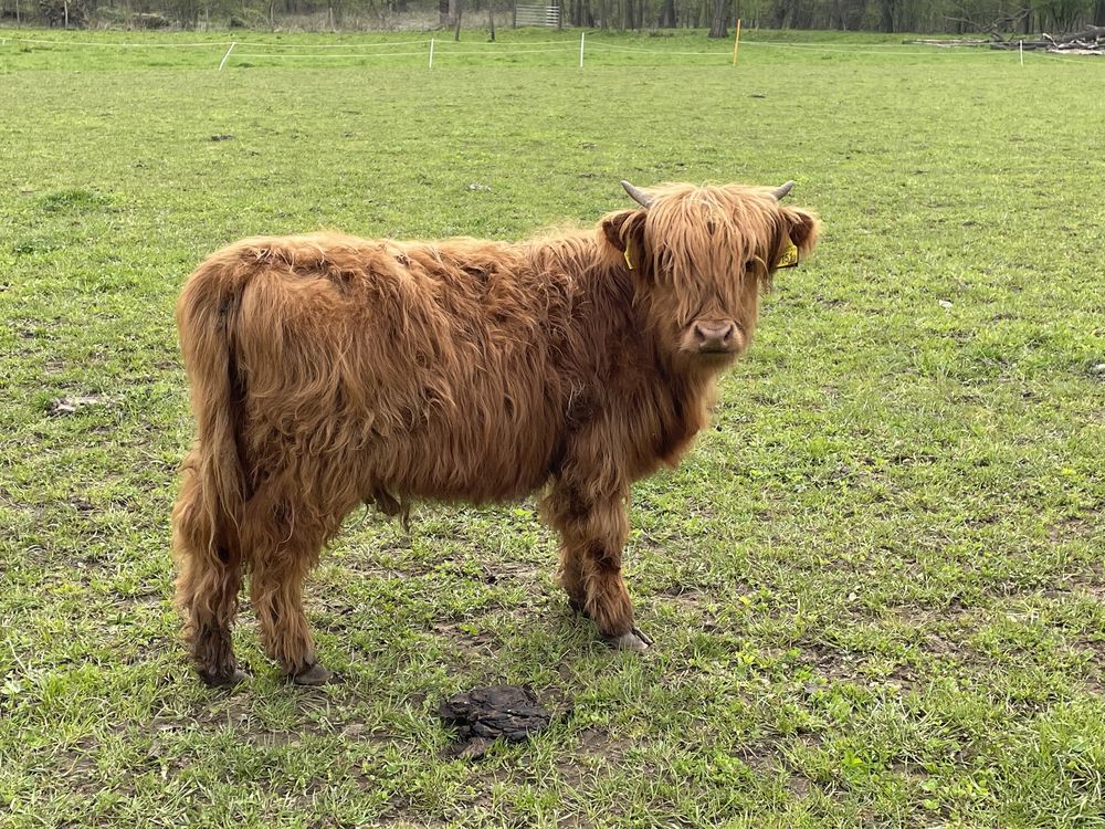 Bydło highland - szkodzkie krowy byki