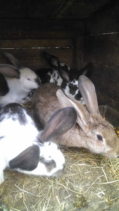 Кроликі панон з бабочкой, фландр,молодняк та великі кроли .