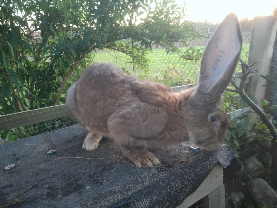 Zakoty olbrzymem belgijski bos lub na sprzedaż
