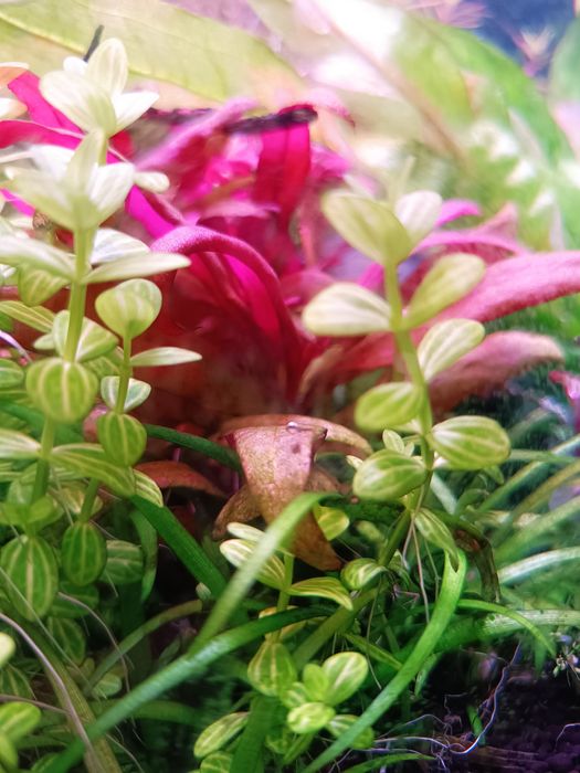 Lindernia rotundifolia
