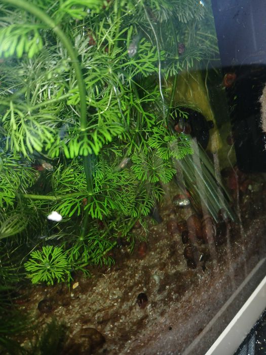 Peixes Papagaio anão