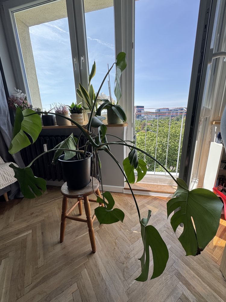 Roślina Monstera