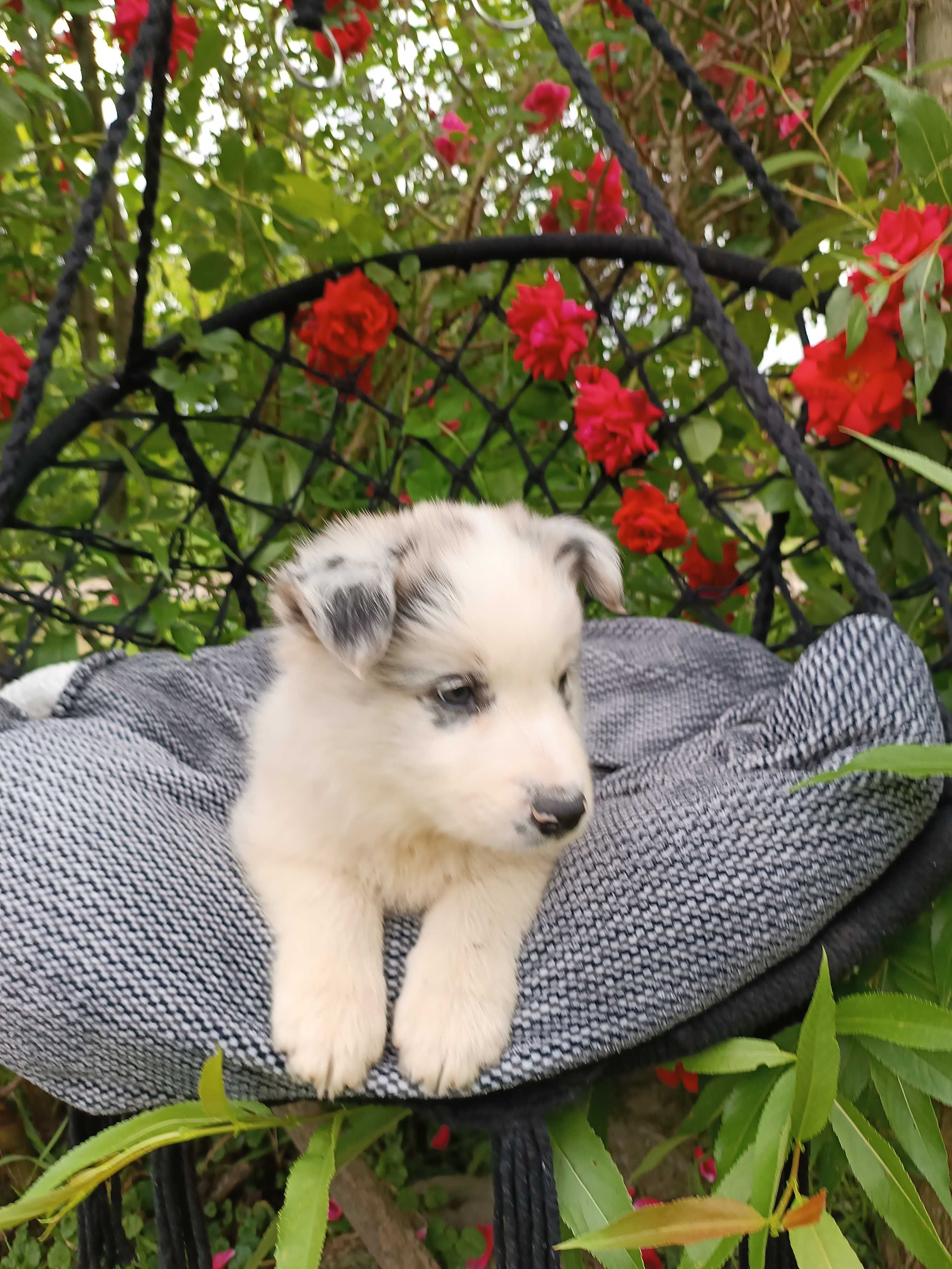 Border collie/ piesek / ZKwP