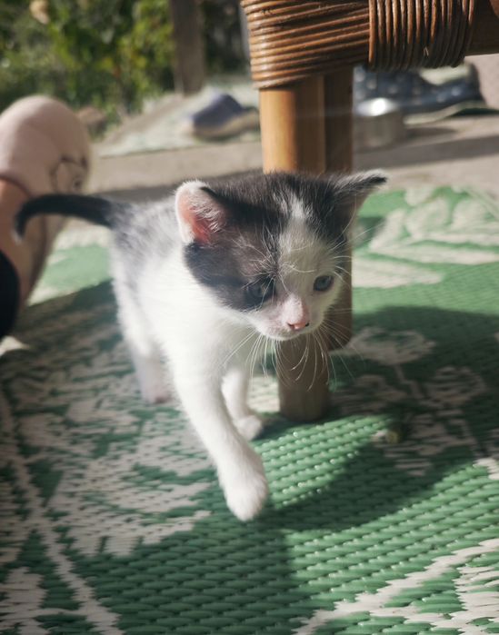 Kotki szukają nowego domu