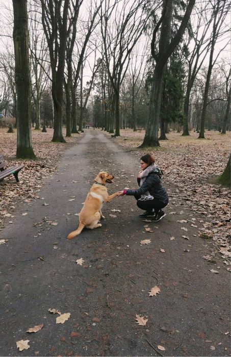 Konsultacje behawioralne otwock certyfikowany behawiorysta psów