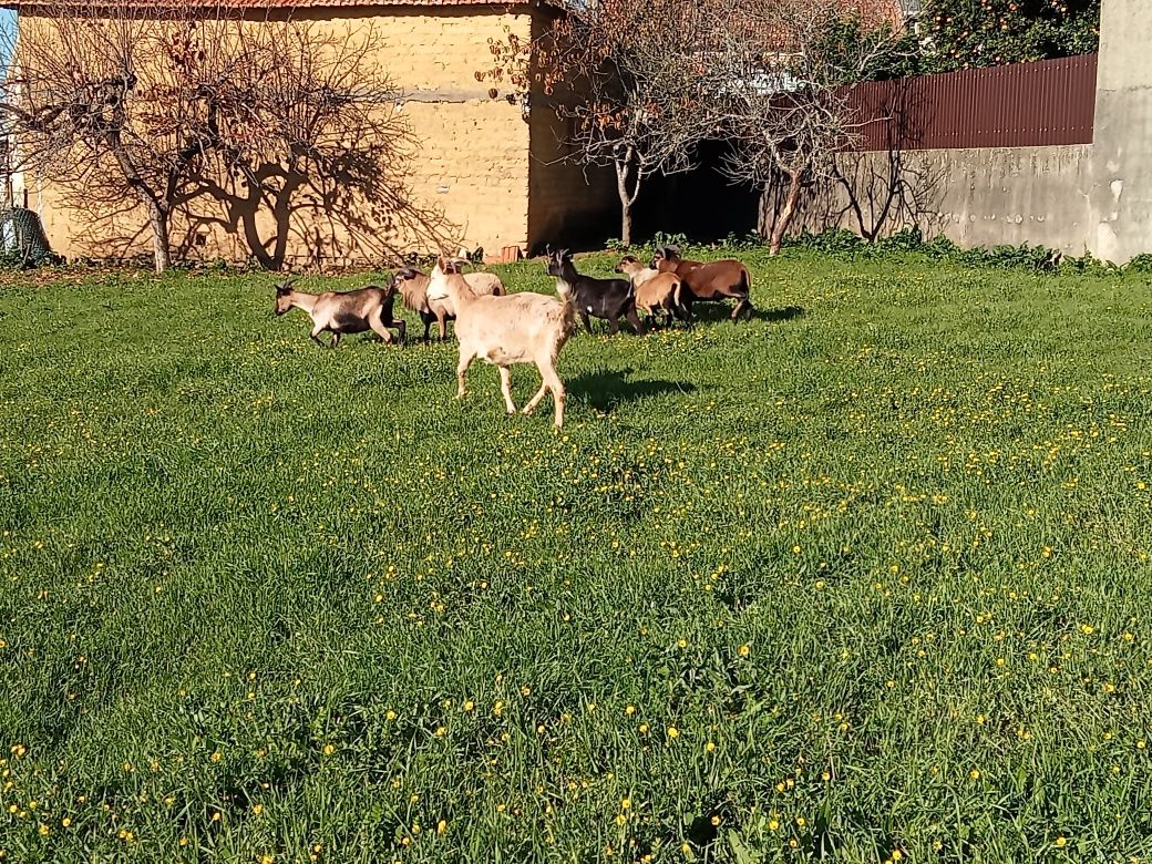 Cabras anãs machos para ceder