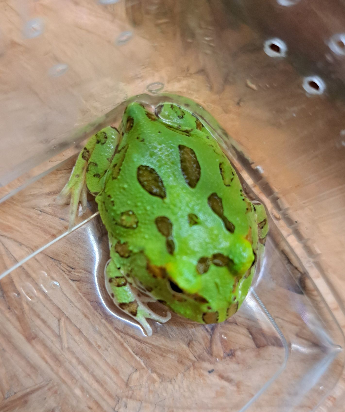 Żaba rogata / Ceratophrys cranwelli / Płazy