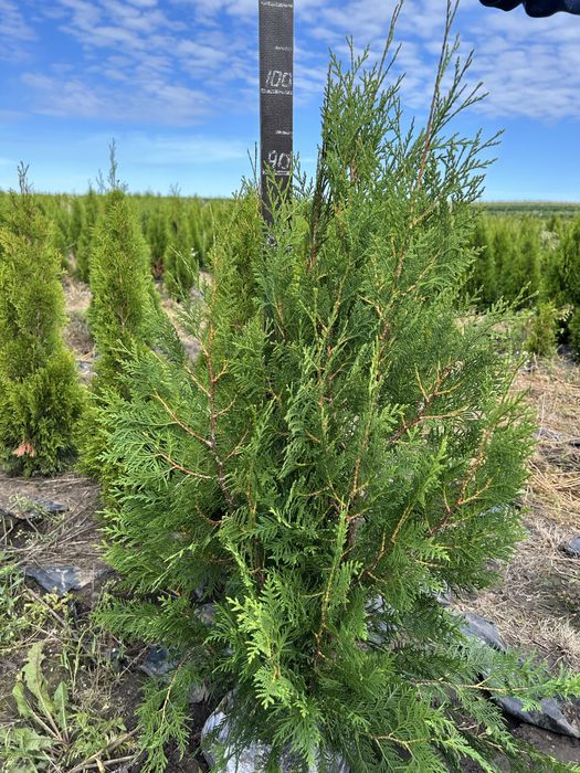 Туя Брабанд. Стрікта, Глобоза