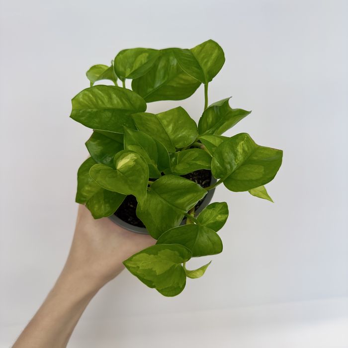 Епіпремнум Global Green, доросла рослина, різні розміри