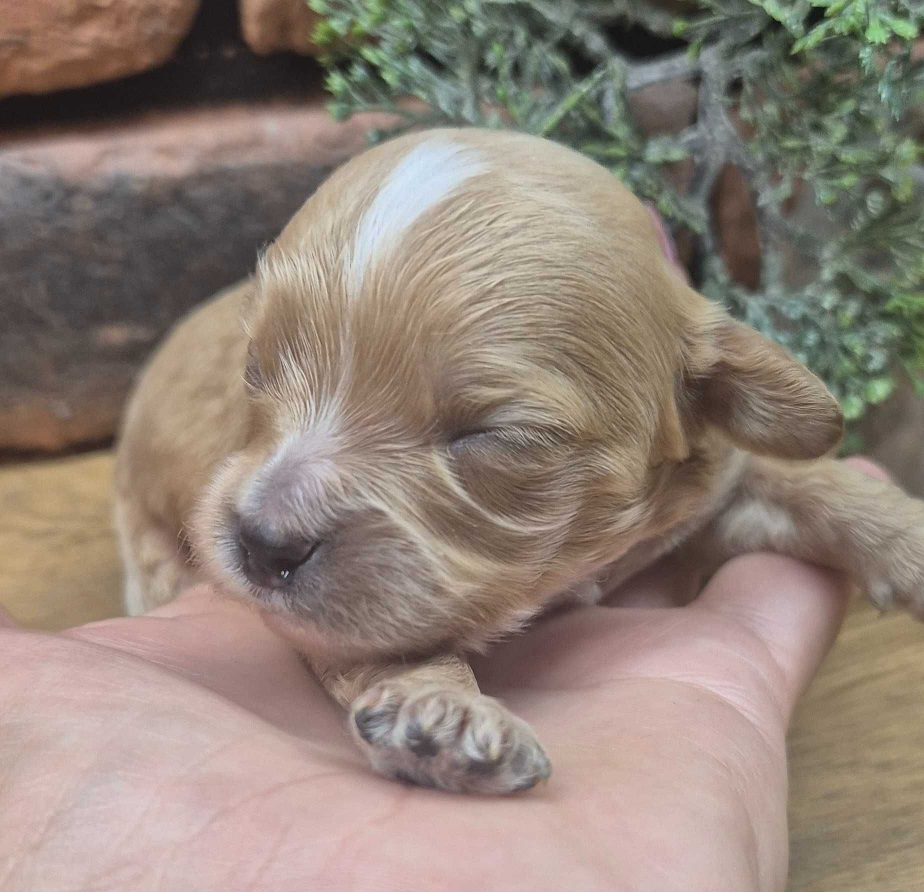 Cavapoo dziewczynka