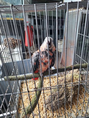 Papagaio cinzento e vermelho mutação