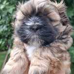 Pies samiec Shih tzu do odbioru koniec lipca