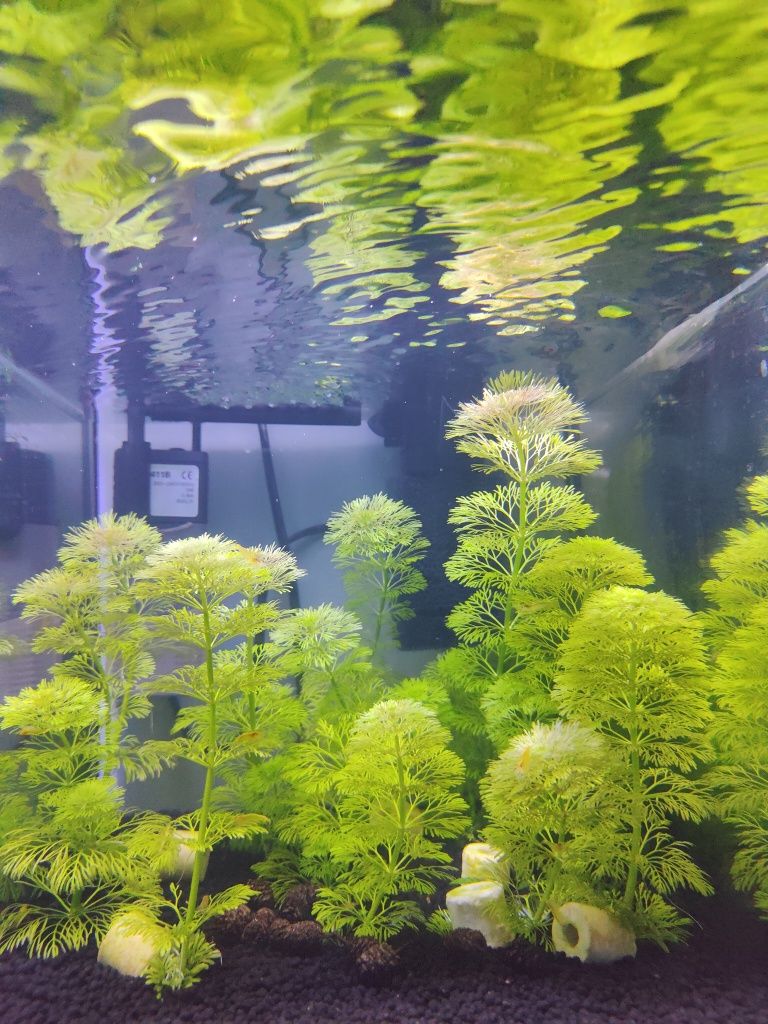 LIMNOPHILA SESSILIFLORA 10 sadzonek + 2 gratis- możliwa wysyłka