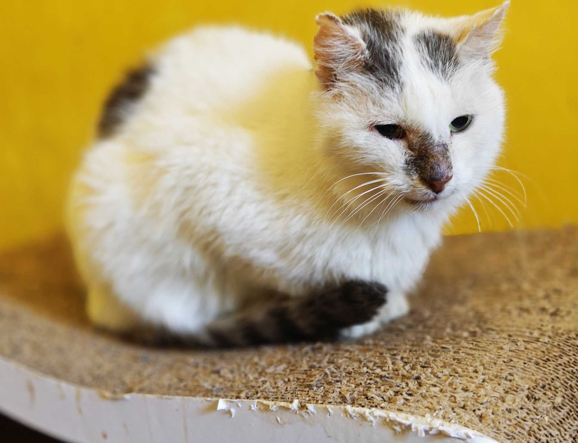 Котик, кіт, ніжний Петя, Петько в пошуках рідної домівки!