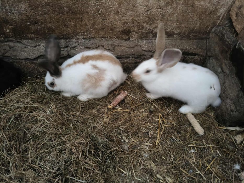 Sprzedam króliki