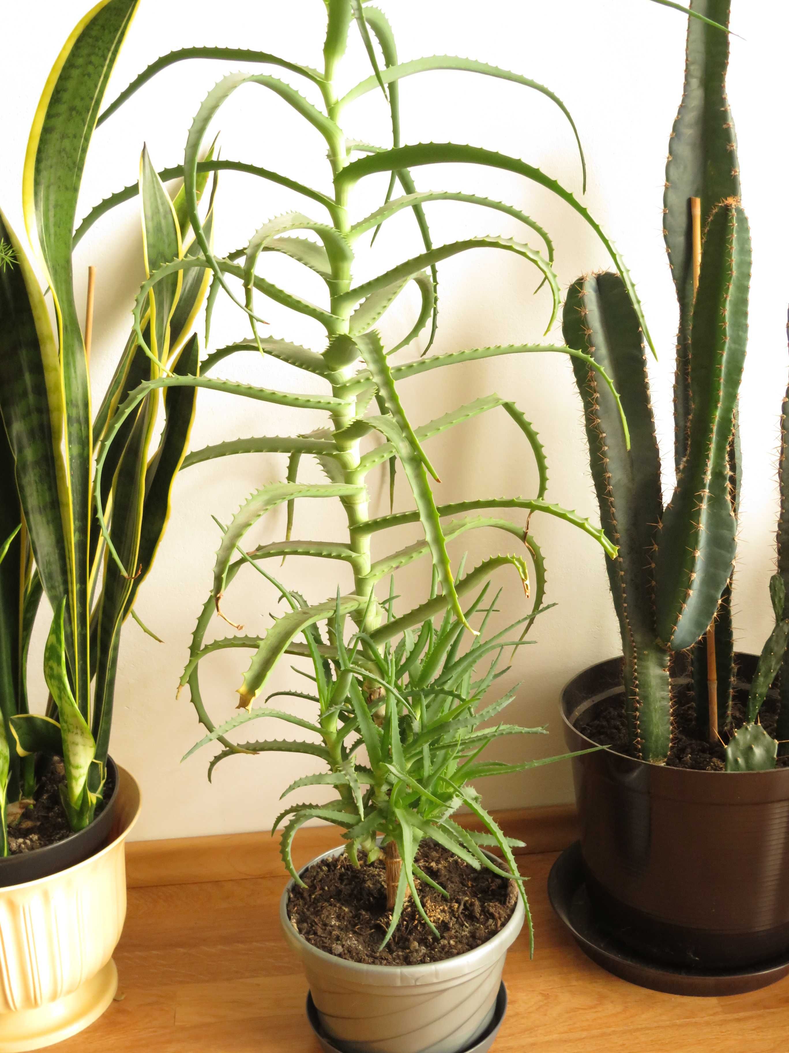 Aloes, wysokość od podłogi: 110 cm