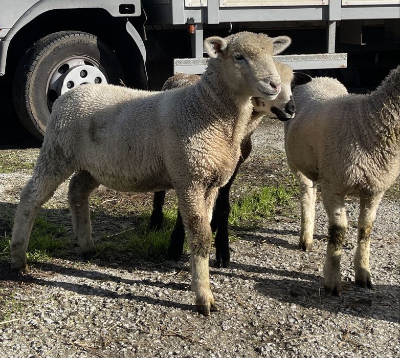 Borregos/borregas ( île de france , p3 )