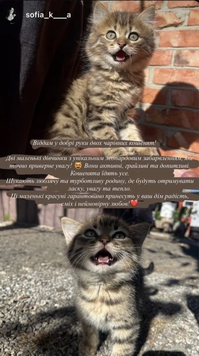 Кошенята в добрі руки