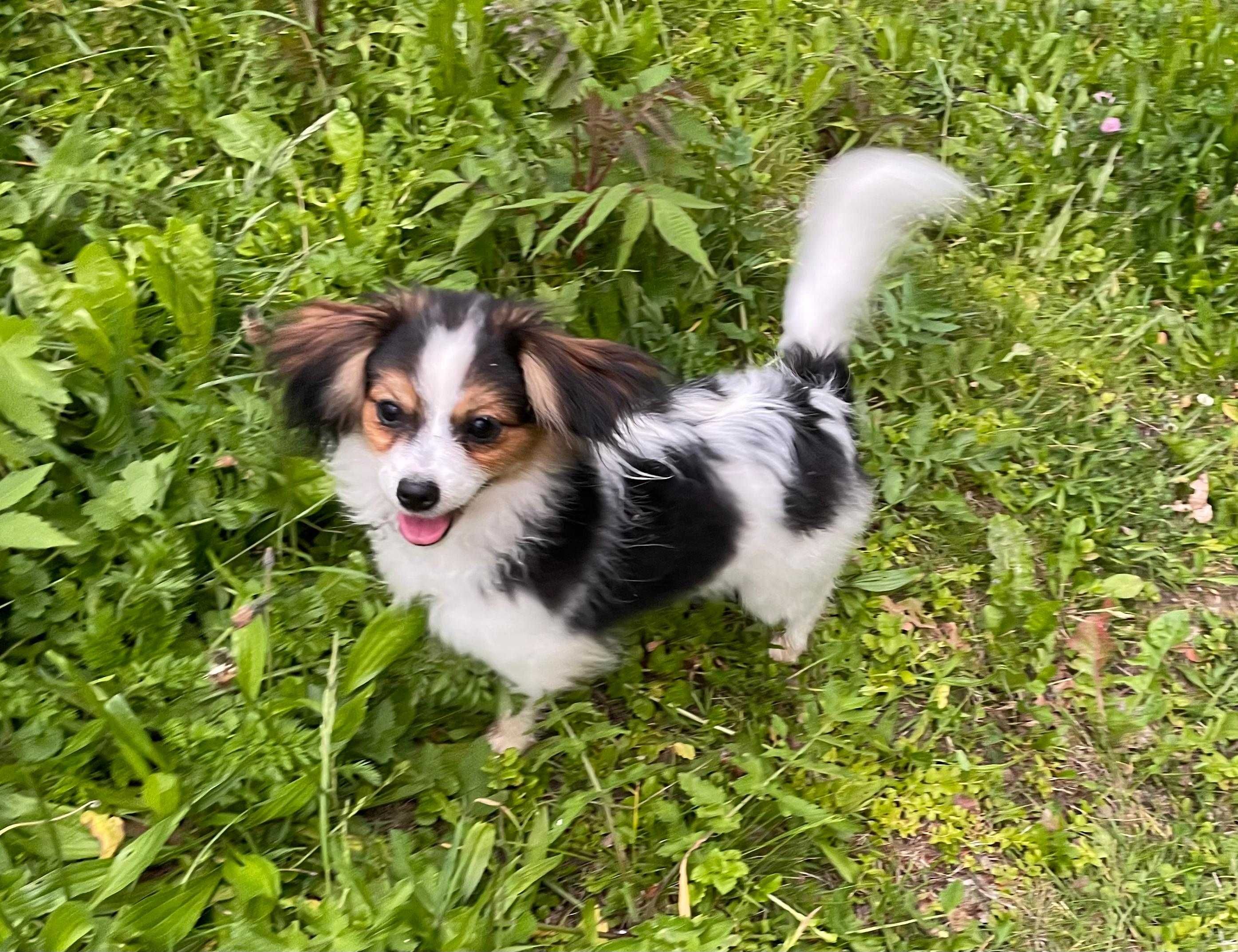 Spaniel kontynentalny, phalene nie papillon, ZKwP, FCI, suczka