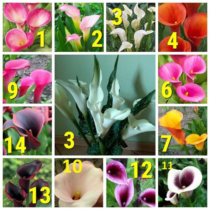 Кали кольорові цибулини