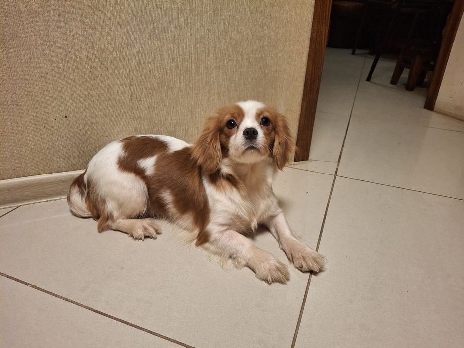 Продам девочку подростка Кавалер Кинг Чарльз Спаниель.