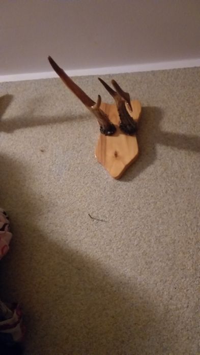 Sprzedam poroze na ścianę