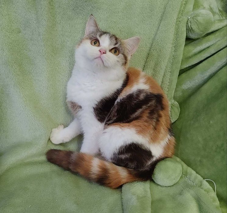 Нарядная каликошка скоттиш страйт из Киева