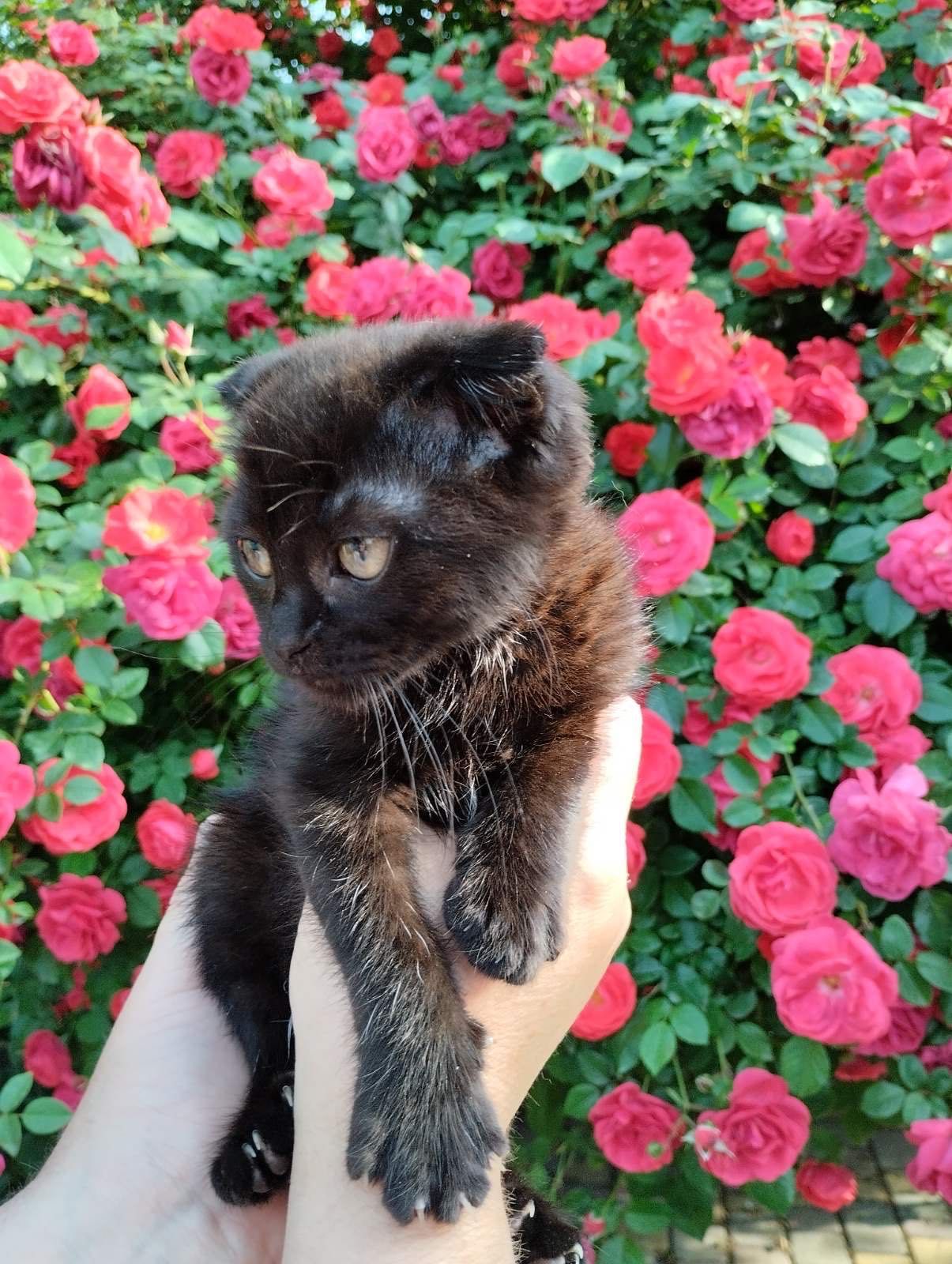 Кошенята безкоштовно Умань