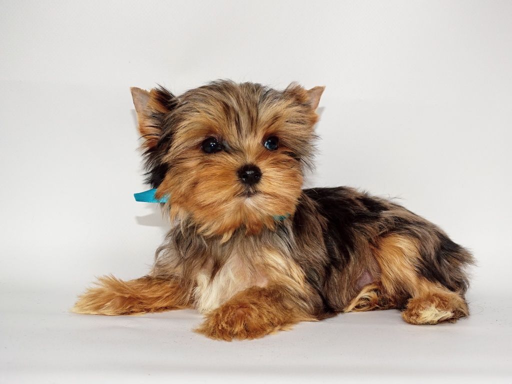 Blue merle piesek Ozzy mini xs