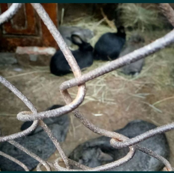 Кролики на развод