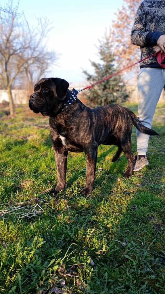 Cane Corso reproduktor/krycie