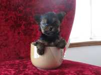 Yorkshire Terrier    "FEMEA TEA CUP"  Hiperminiatura
