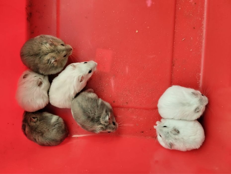 Hamster 5 euros