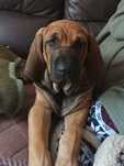 Fila brasileiro ZKwP piesek złoty.