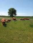 Bydło highland cattle